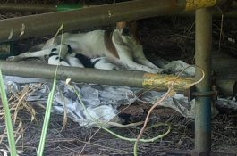Sindipetro/MG cobra gerência sobre alimentação de animais na Regap