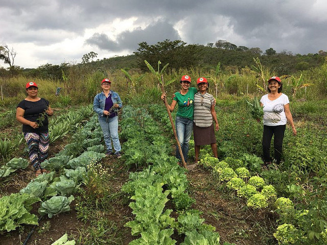 Famílias produzem comida sem o uso de agrotóxicos, de forma agroecológica ou em transição, como orienta o MST / Foto: Douglas Mansur
