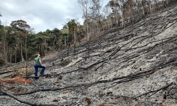 Zema promove desmonte na fiscalização ambiental e aumenta o desmatamento no estado