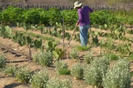 Governo prevê R$ 450 milhões em compra de terras para reforma agrária até fim do ano
